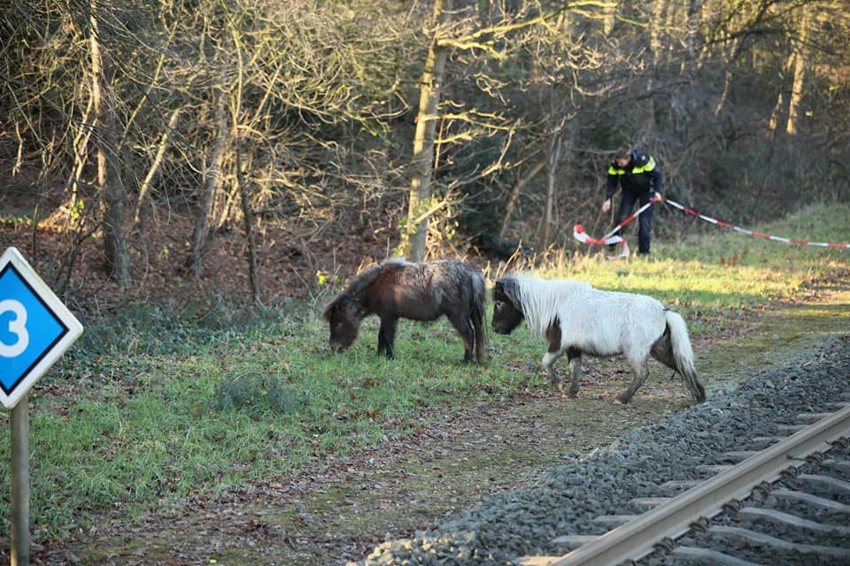 Shetland pony's op het spoor bij Ommen. Foto: Politie Ommen