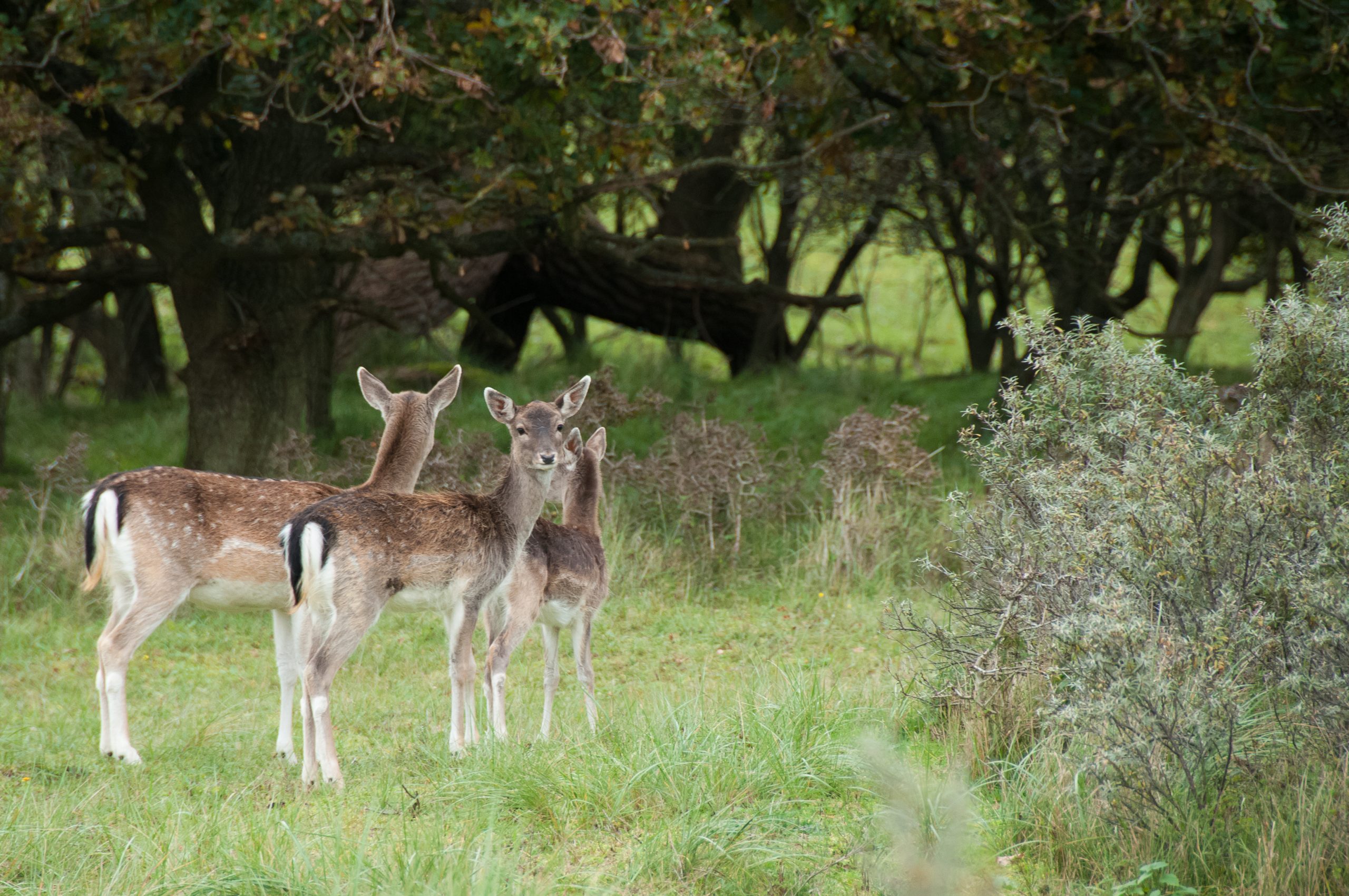 Hek moet herten van het spoor houden in Zandvoortse duinen