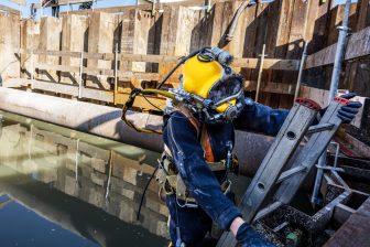 Duiker bij onderdoorgang Vierpaardjes Venlo